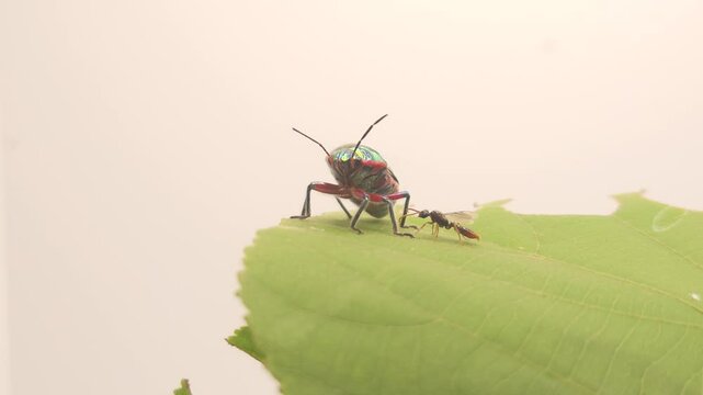 Jewel beetle or Metallic beetle on white background.