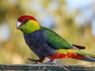 Red-capped Parrot (Purpureicephalus spurius) in Australia