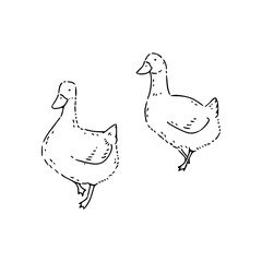 pair of ducks illustration