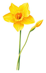 Obraz premium PNG Daffodil flower plant