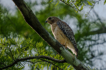 red tailed hawk