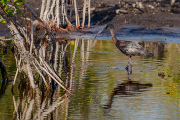 A bird walking in the water