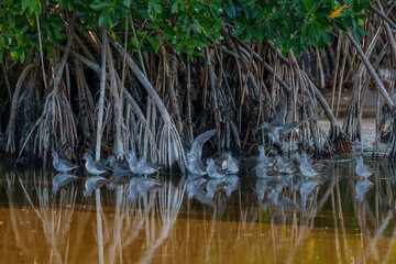A lot of birds resting on a lake. 