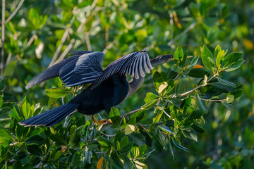 Anhinga in a tree on Florida Everglades.