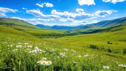 Sunny Mountain Meadow with Daisies - Nature and landscape photography