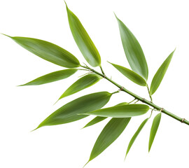 Obraz premium Elegant Bamboo Leaves on White Background: Minimalist Nature Design in Green Tones