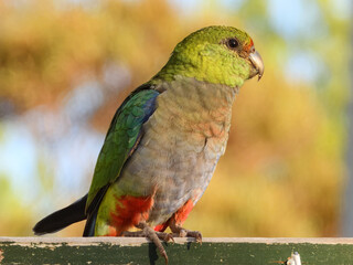 Red-capped Parrot (Purpureicephalus spurius) in Australia