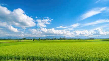 Green Rice Field Under Blue Sky with White Clouds Landscape