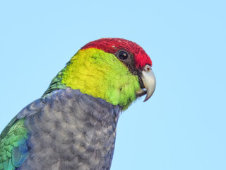 Red-capped Parrot (Purpureicephalus spurius) in Australia