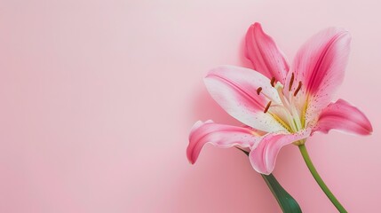 Obraz premium Mother's Day Lily Background: Praising the Eternal Hymn of Maternal Love's Glory with the Sanctity of Lilies