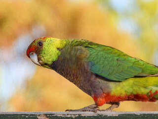 Red-capped Parrot (Purpureicephalus spurius) in Australia