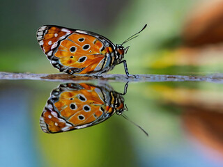 Obraz premium butterfly on a water