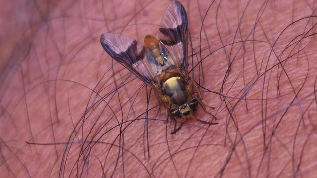 Macro Video of Dangerous fly Sucking Blood from human skin, Dengue Disease, Zika, EEE Virus Parasite Insect Bite