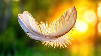 Naklejka premium Golden Hour Feather: Nature's Light - Golden Hour Photography