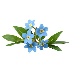 Fototapeta premium forget me not flowers