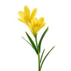 Fototapeta premium Freesia flower on white background
