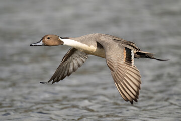 Northern Pintail (Anas acuta)