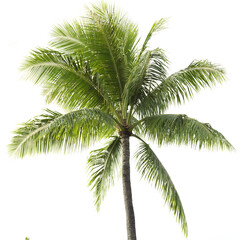 Fototapeta premium palm tree isolated on transparent background