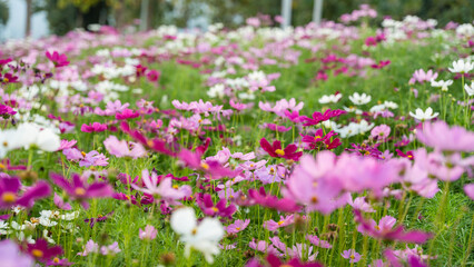 Obraz premium Nature background of pink cosmos flower blossom in garden