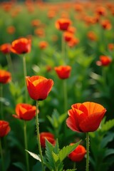 Obraz premium A bed of soft green wild poppy foliage covering the ground, petals, wildflowers