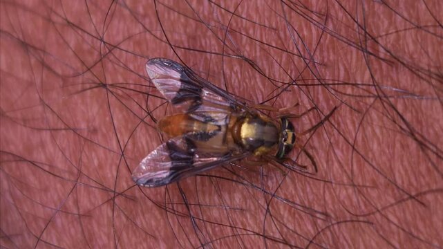 Macro Video of Dangerous fly Sucking Blood from human skin, Dengue Disease, Zika, EEE Virus Parasite Insect Bite