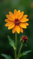 Bright star-shaped blanket flower blooms on a green stem, star-shaped, nature, botanical