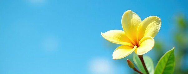 Naklejka premium delicate yellow frangipani flower against a blue sky, plumeria, sky