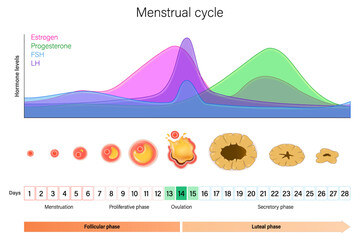 Menstrual cycle. Hormone levels, Ovarian cycle and Endometrium layer. Menstrual, proliferative ovulation and secretory phases. Follicular phase, ovulation and luteal phase.