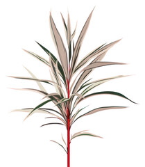 PNG Dracaena Marginata plant rosemary branch.