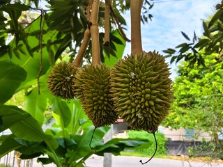 A tropical fruit garden in Thailand with banana and papaya trees along with exotic fruits like durian and rambutan
