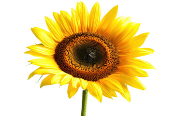 Naklejka premium sunflower isolated on transparent background 