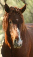 Fototapeta premium Portrait of a Wild Horse 
