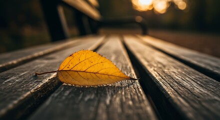 Yellow Autumn Leaf on Park Bench in Golden Hour Light