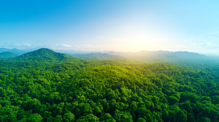 Obraz premium Lush green forest landscape with rolling hills under a bright blue sky, illuminated by warm sunlight at dawn or dusk.