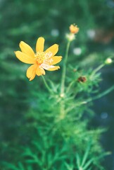 Beautiful flowers in the garden.