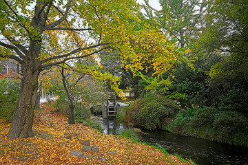 Avon River and Autumn Leaves, Christchurch, New Zealand