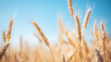 Fototapeta premium Golden Wheat Field Under Summer Sky of excellence in splendor beyond compare with grace in style