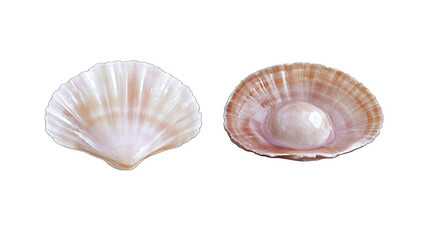 Isolated Scallop Shells With Pearl on Transparent Background Photo