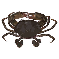 Mangrove crab or mud crab