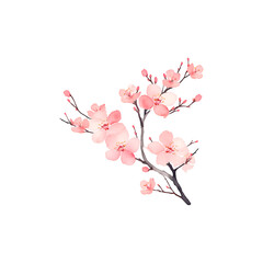 Fototapeta premium Watercolor cherry blossom isolated on white
