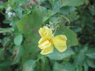 flowers that bloom from the loofah vegetable plant and will eventually produce fruit from the...