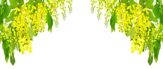 Banner of golden shower or cassia fistula flower and leave in transparent background for decoration of Lao New Year and Thai Songkran