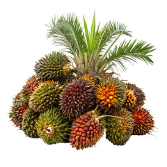 Palm Oil on Transparent Background