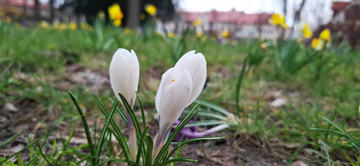 Beautiful white spring flowers in the garden krokusy in grass
