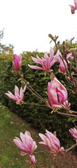 magnolia blooming spring garden / beautiful flowers, spring background pink flower in the morning sun