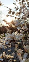 magnolia blooming spring garden / beautiful flowers, spring background white flowers in the morning sun