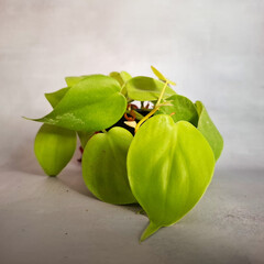 Rare tropical houseplant Philodendron Lemon Lime  leaves on grey background