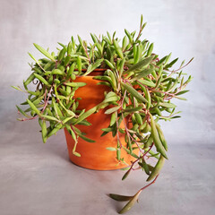 Rare tropical houseplant rhipsalis purple flush leaves on grey background