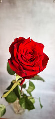 Rose. Red roses. Bouquet of red roses. Valentines Day, wedding day background. Rose petals and hearts Valentine gift boxes. Valentines and wedding border. 