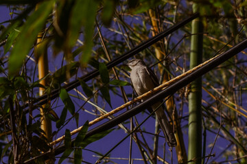 small mockingbird sitting on a power line among tall green bamboo grass